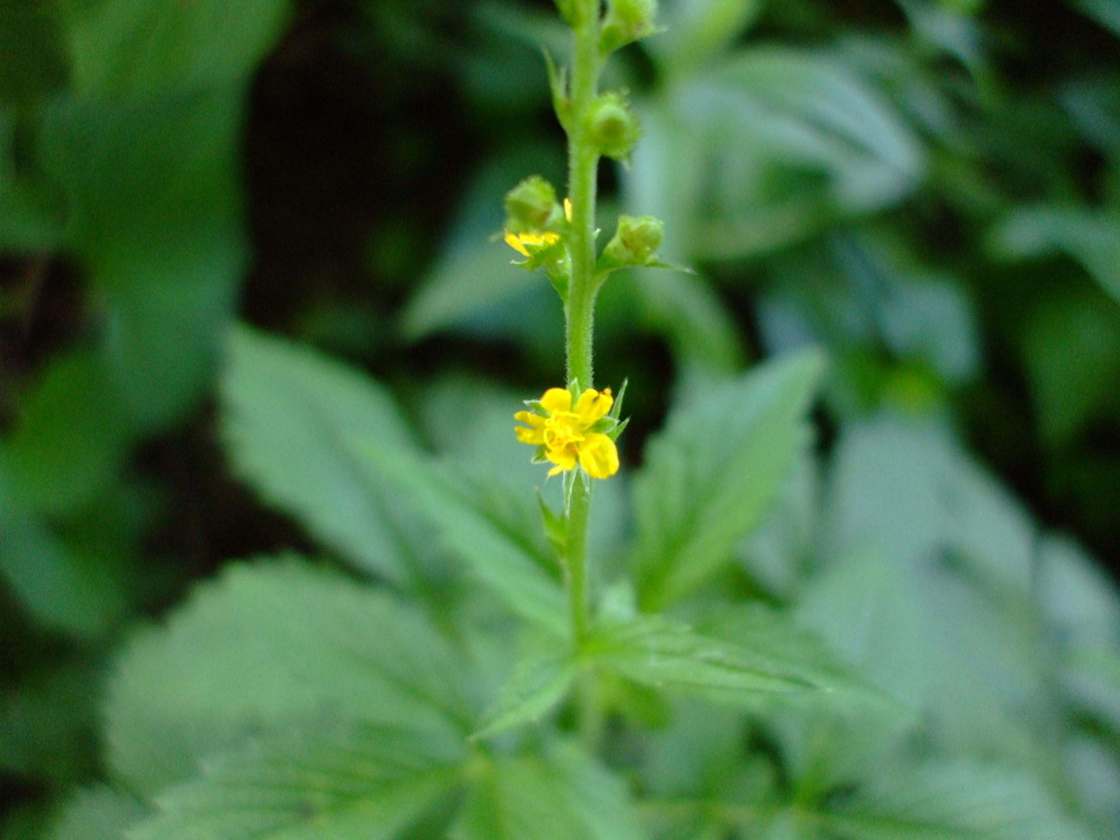 Agrimonia striata